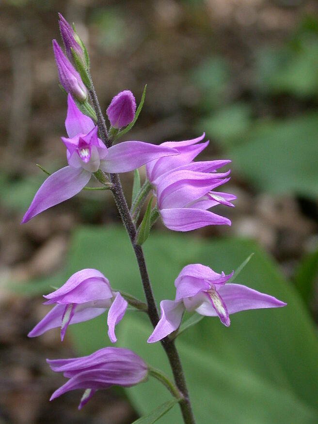 675px-Cephalanthera_rubra_catena-rangeval_55_170602_10