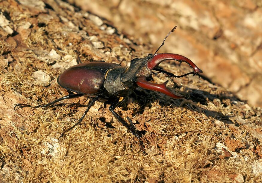 Lucanus_cervus_male_Saarland_22