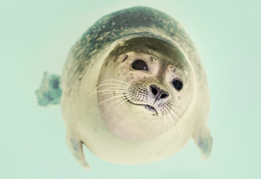 sea-animal-dog-zoo-23087