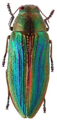 Prachtkever-Buprestis-splendens-F.