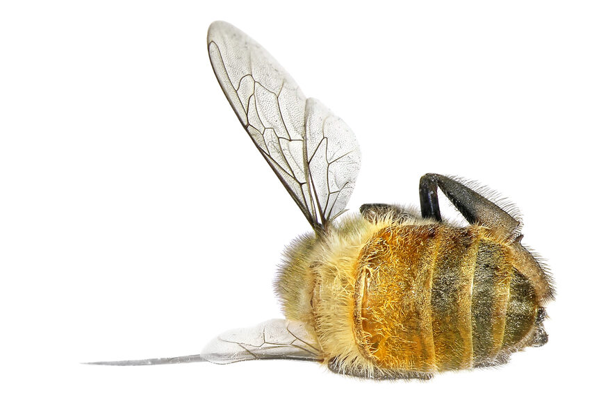 shutterstock_196462532