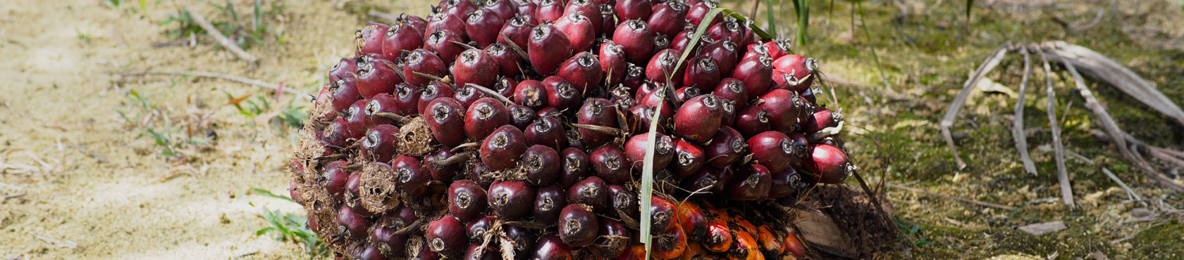 Palm oil fruit, ca. 20kg