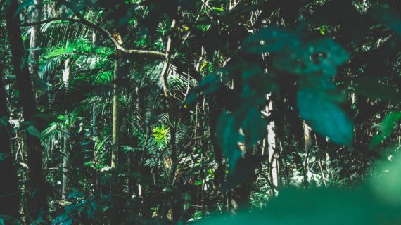 branches-brazil-environment-1225236A