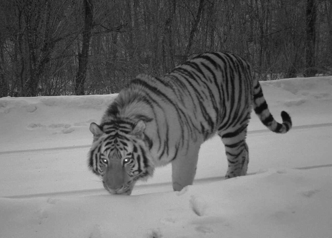 northeast tiger leopard national park administration (5)