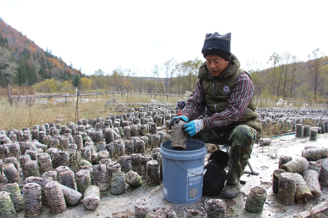 siberian tiger national park – Jia Chuishuang – champignonkweker, durft bergen niet meer in (3)