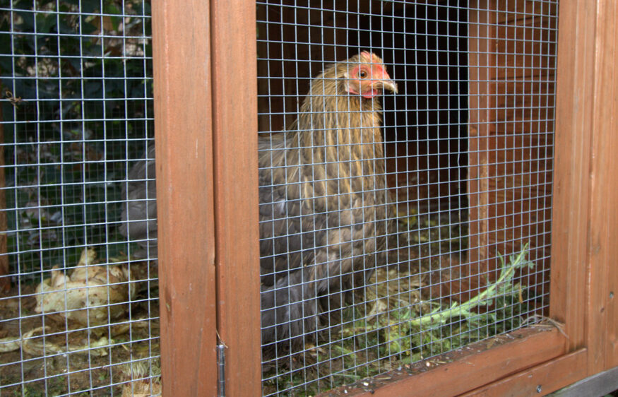 suzie de kip in haar hok