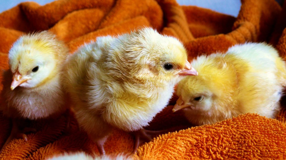 cute-animals-easter-chicken