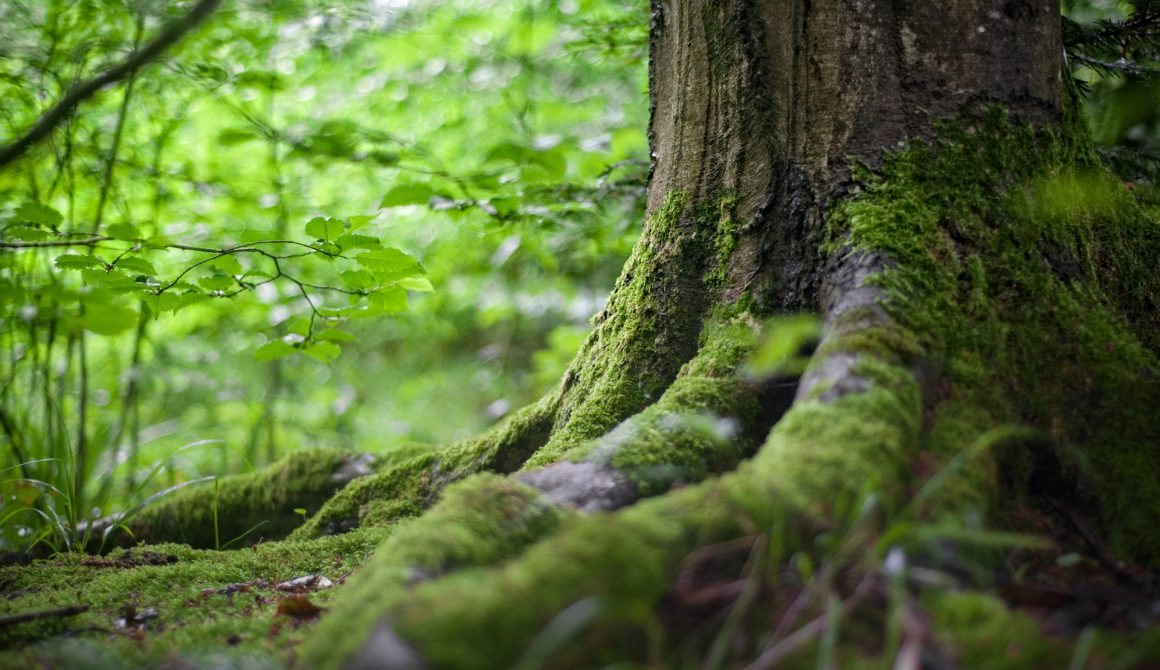 environment-forest-grass-142497