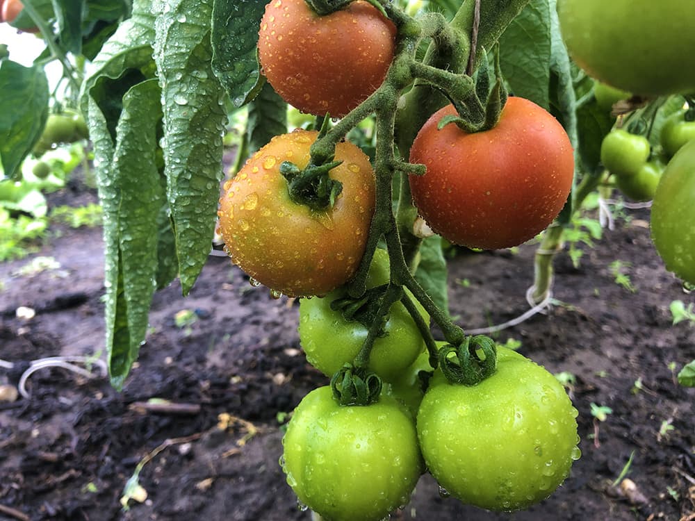 Gelukkige-Groentes-S4C-tomaten-2.jpg
